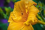 Yellow Orange Lily_P1150012-4